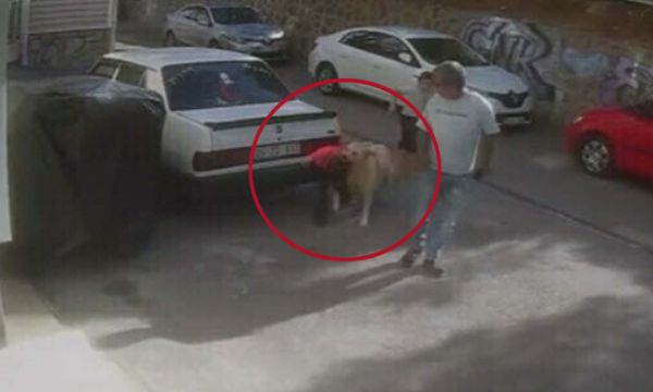 İzmir'de sokak köpeği çocuğa saldırdı!